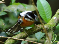 FL6A9174Bertonis_Antbird