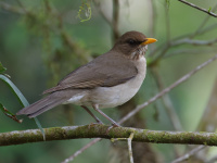 FL6A9186Creamy-bellied_Thrush