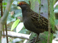 FL6A9231Spot-winged_Wood-Quail