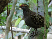 FL6A9245Spot-winged_Wood-Quail