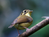 FL6A9272White-throated_Spadebill