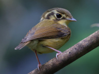 FL6A9275White-throated_Spadebill