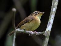 FL6A9311White-throated_Spadebill