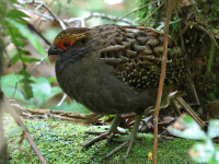 FL6A9314Spot-winged_Wood-Quail