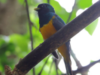 FL6A9336Atlantic_Black-throated_Trogon