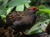 FL6A9396Spot-winged_Wood-Quail