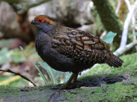 FL6A9418Spot-winged_Wood-Quail
