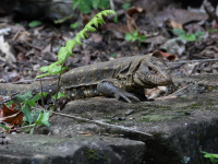 FL6A9458Tegu_Lizard_Brazil