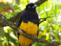 FL6A9545Green-backed_Trogon