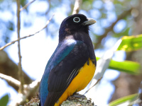 FL6A9580Green-backed_Trogon