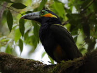 FL6A9605Spot-billed_Toucanet