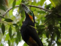 FL6A9629Spot-billed_Toucanet