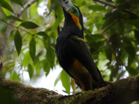 FL6A9632Spot-billed_Toucanet
