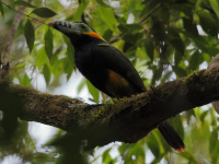 FL6A9649Spot-billed_Toucanet