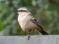 FL6A9714Chalk-browed_Mockingbird
