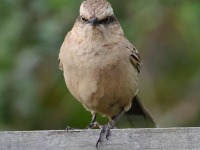 FL6A9722Chalk-browed_Mockingbird