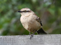 FL6A9723Chalk-browed_Mockingbird