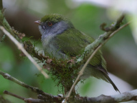 FL6A9735Female_Pin-tailed_Manakin