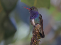 FL6A9789Sapphire-spangled_Emerald