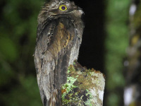 FL6A9820Common_Potoo