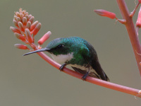 FL6A9919White-throated_Hummingbird