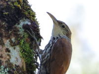 FL6A0063Scaled_Woodcreeper