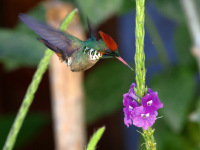 FL6A0274Frilled_Coquette