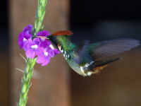 FL6A0315Frilled_Coquette
