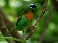 FL6A0823Brassy-breasted_Tanager