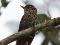 FL6A0984Streaked_Xenops