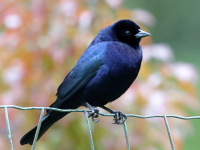 FL6A1201Shiny_Cowbird
