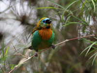 FL6A1232Brassy-breasted_Tanager