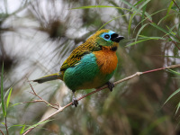 FL6A1239Brassy-breasted_Tanager