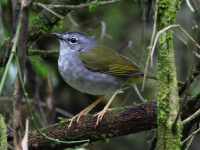 FL6A1658White-browed_Warbler