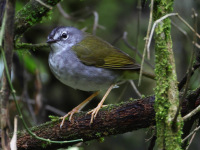 FL6A1678White-browed_Warbler