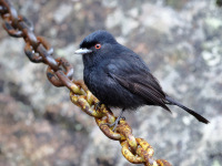 FL6A1779Blue-billed_Black-Tyrant