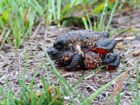 FL6A1862Maldonada_redbelly_toad_Sapo-flamenguinho