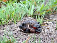 FL6A1872Maldonada_redbelly_toad_Sapo-flamenguinho
