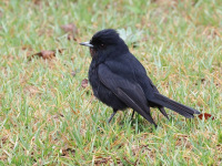 FL6A1951Velvety_Black-Tyrant