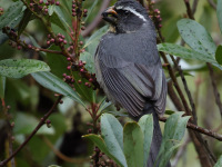 FL6A2000Thick-billed_Saltator