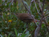 FL6A2113Itatiaia_Spinetail