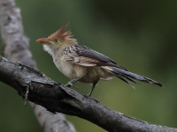 FL6A2208Guira_Cuckoo