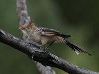 FL6A2211Guira_Cuckoo