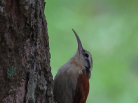 FL6A2344Narrow-billed_Woodcreeper