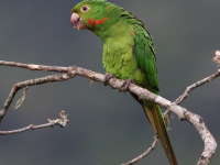 FL6A2632White-eyed_Parakeet