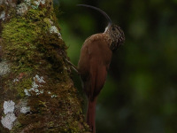 FL6A2676Black-billed_Scythebill