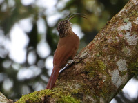 FL6A2735Black-billed_Scythebill