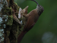 FL6A2792Black-billed_Scythebill