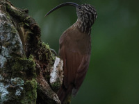 FL6A2808Black-billed_Scythebill