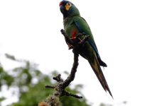 FL6A2882Blue-winged_Macaw